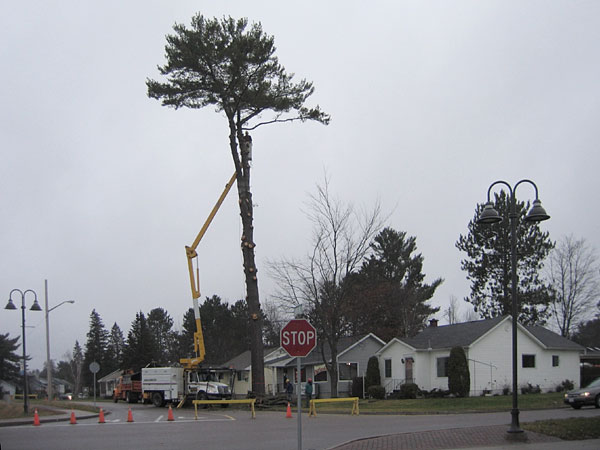 felling of an old white pine