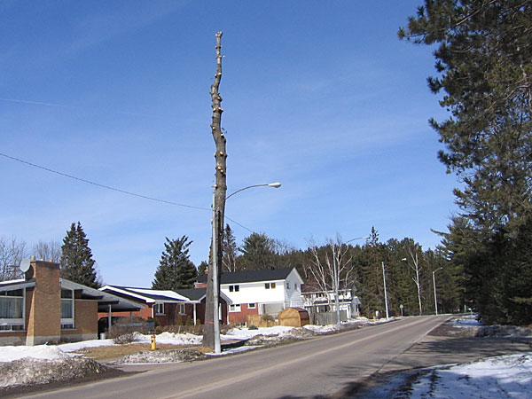 White Pine