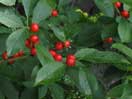 Ilex verticillata, Black Holly, Holly Winterberry