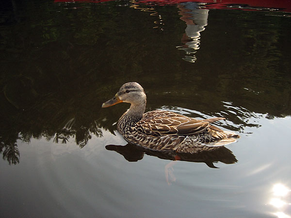female mallard duck at Presqu'isle on the Ottawa River near Point Alexander