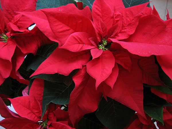 Poinsettia