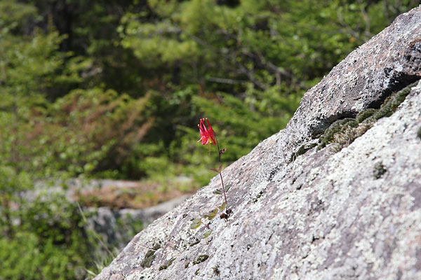 Aquilegia canadensis, Wild Columbine, at Carcajou Bay, Algonquin Park