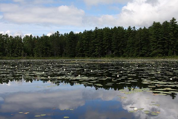 Ooze Lake in Algonquin Park