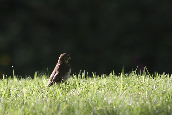 Hermit Thrush