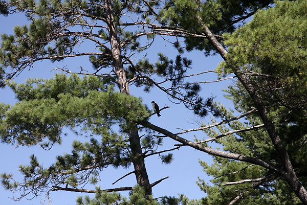 Osprey