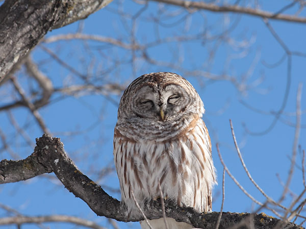 Barred owl - Strix varia