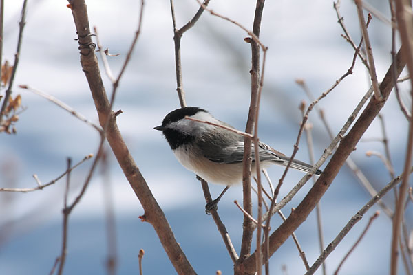 black-capped chickadee