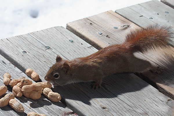 red squirrel