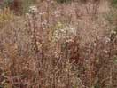 Autumn Grass with Goldenrod