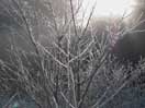 hoar frost