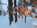 beech leaves in winter