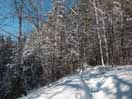 McConnell Creek Ravine
