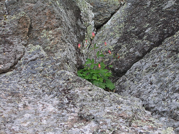 Wild Columbine -- Aquilegia canadensis