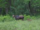 Moose and calf at Ooze Lake in Algonquin Park