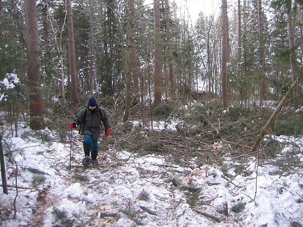 slash along Branstead Road in the Petawawa Research Forest