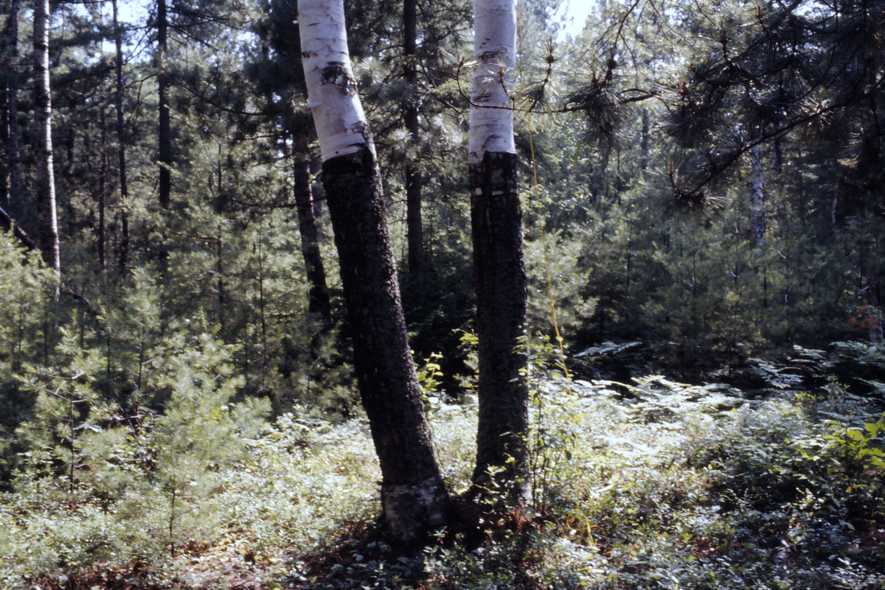 canoe trip  Whitson Lake  1973 July 0106