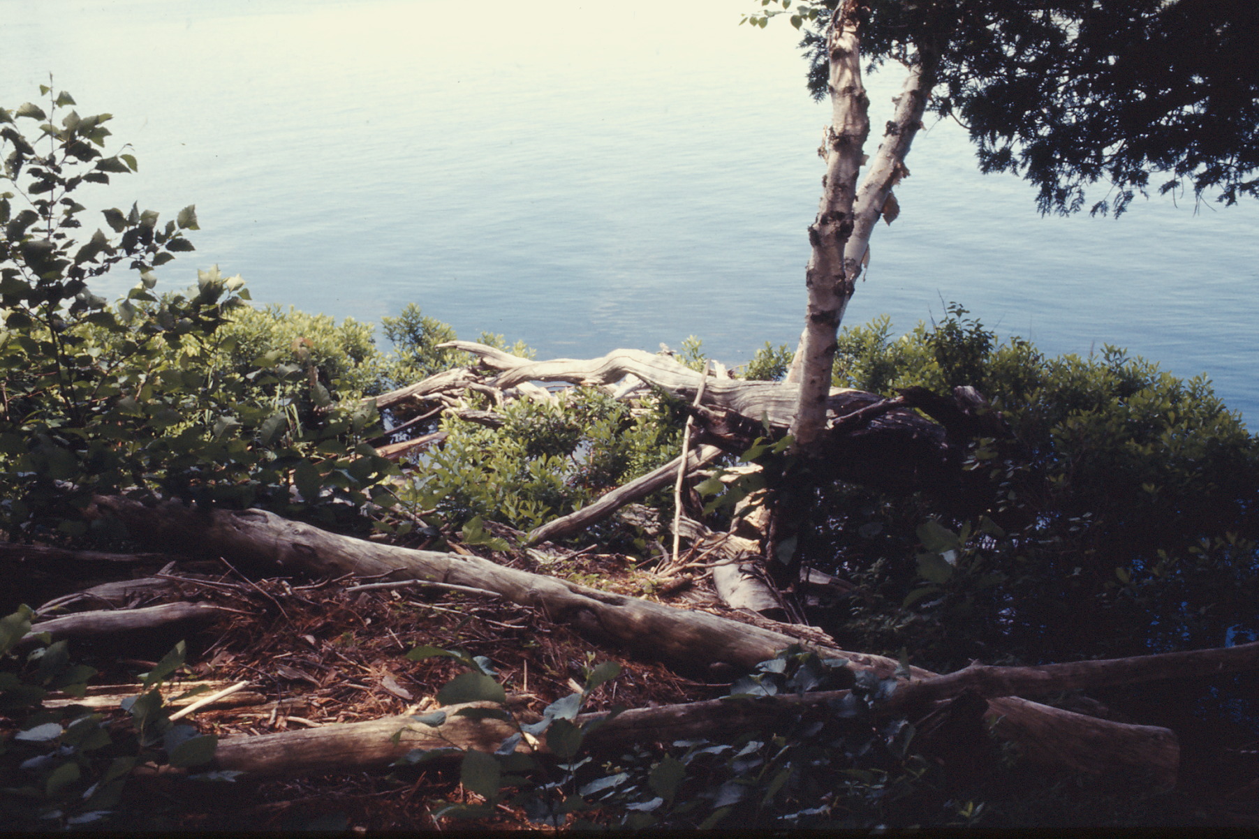 canoe trip  Whitson Lake  1973 July 0106