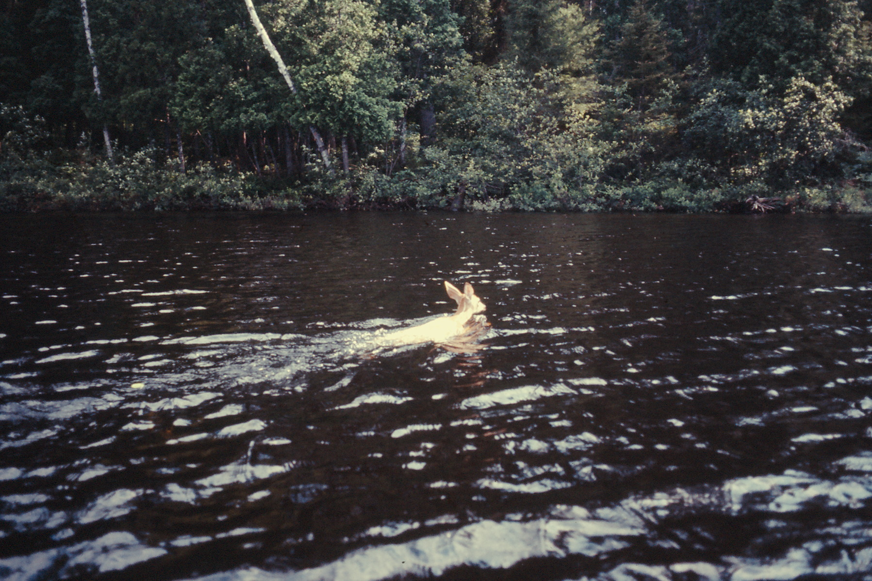 canoe trip  Whitson Lake  1973 July 0106