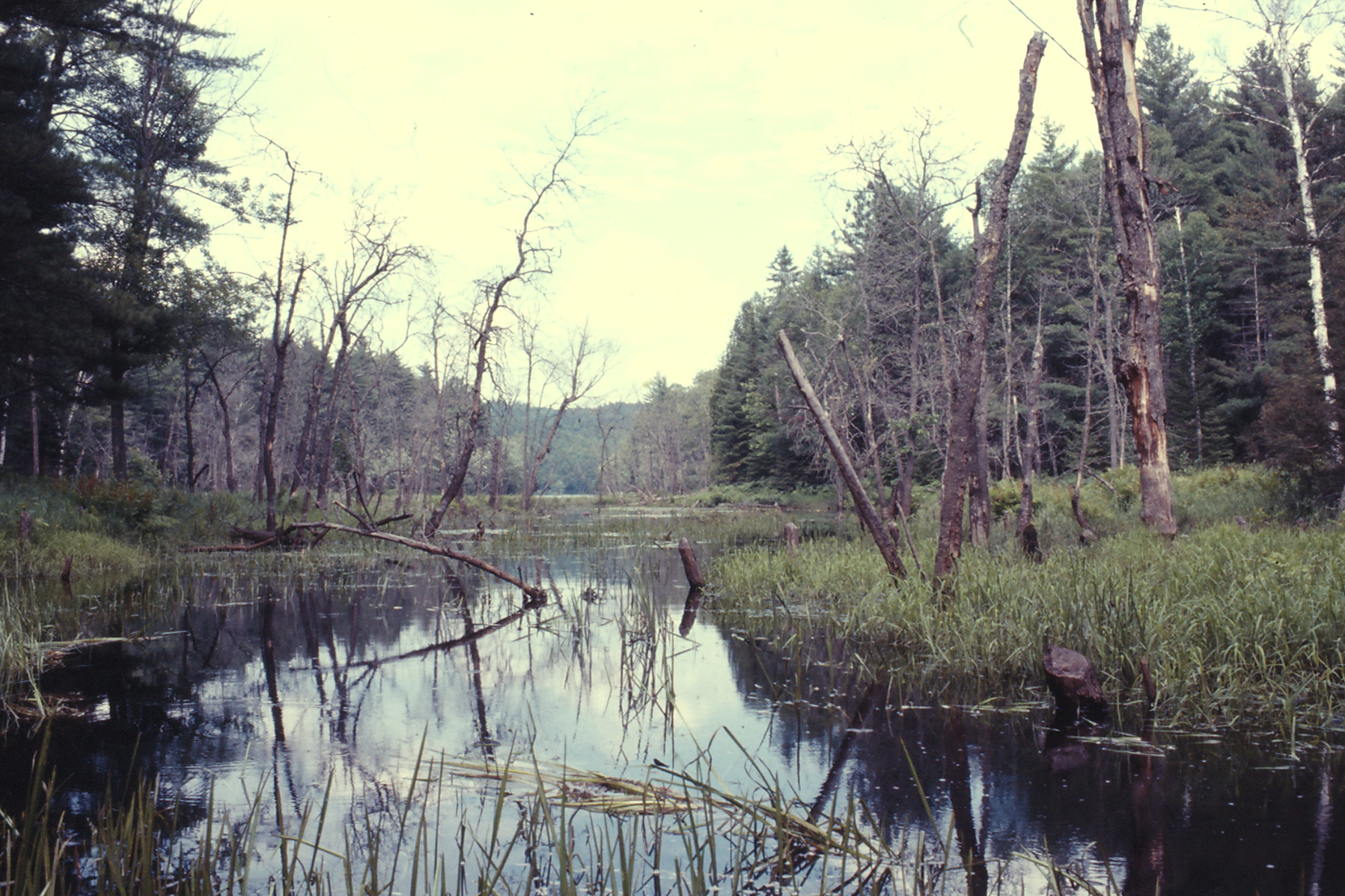 canoe trip  Whitson Lake  1973 July 0106