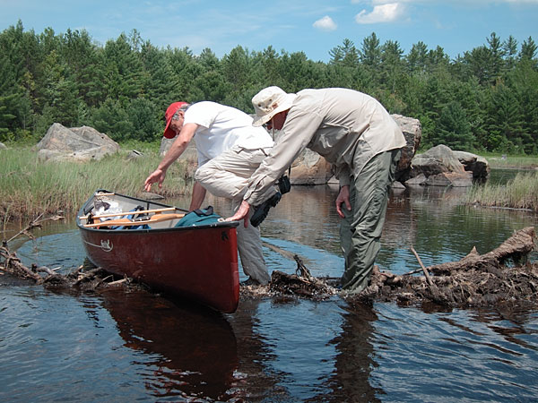 negotiating a beaver dam along the Pine River