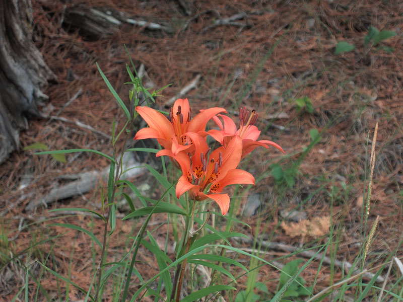 Lilium philadelphicum Wood Lily on Carcajou Lake in Algonquin Park