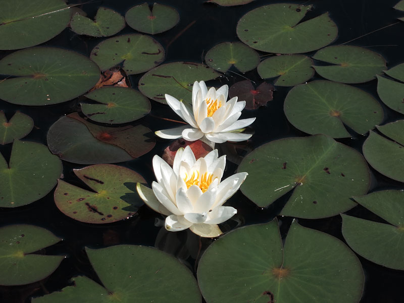 white water lily in the sedge meadow on Carcajou Creek