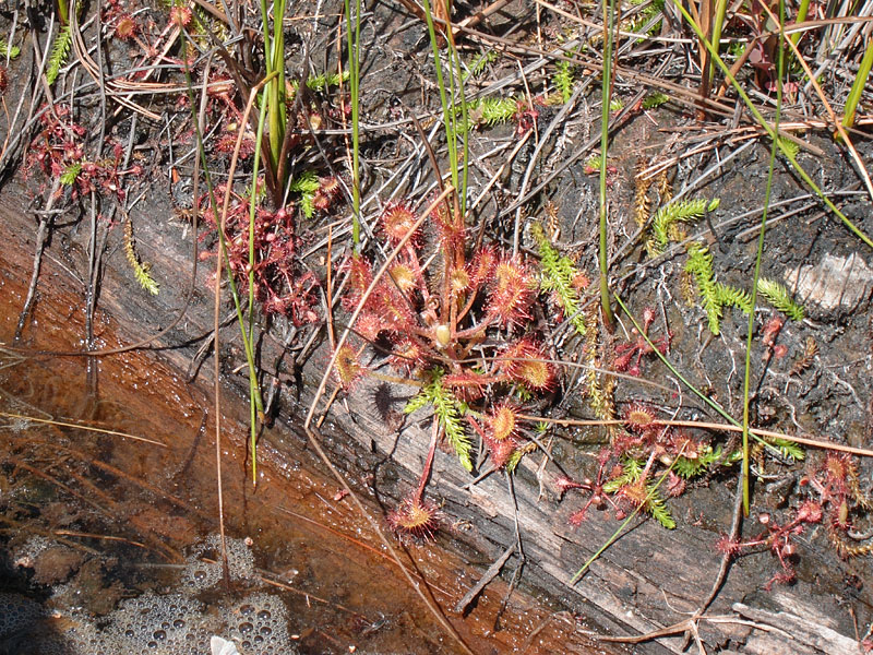 Round leaf sundew in the sedge meadow on Carcajou Creek