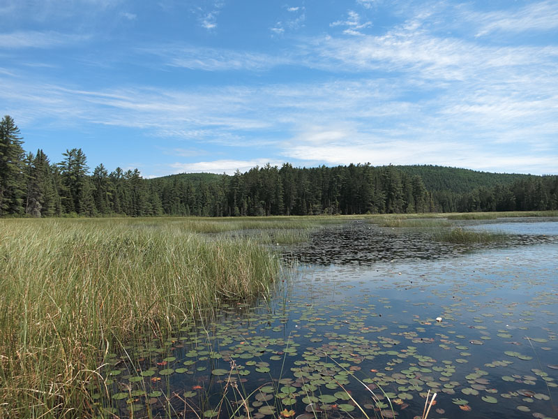 in the sedge meadow on Carcajou Creek