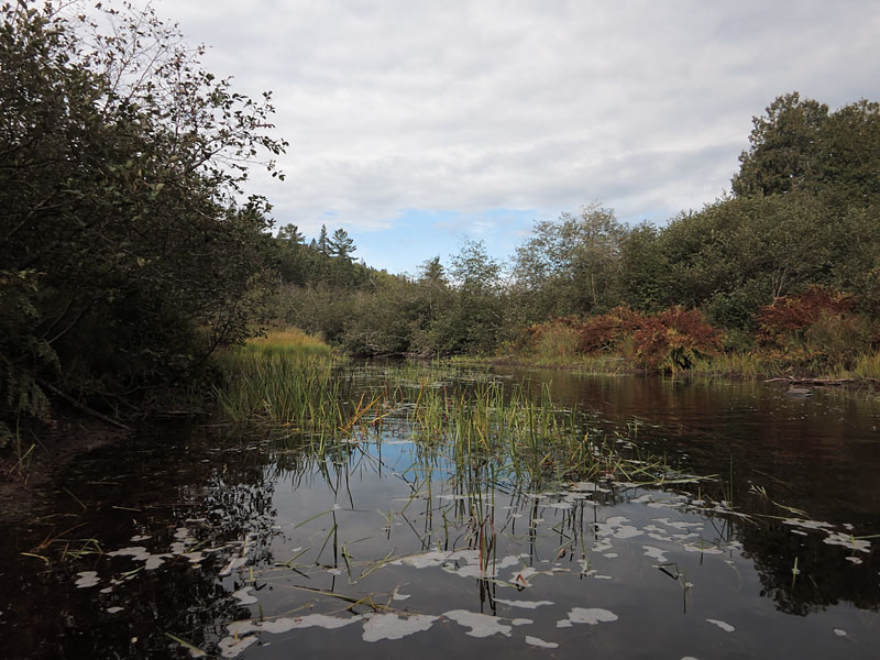 Mink Creek in Algonquin Park