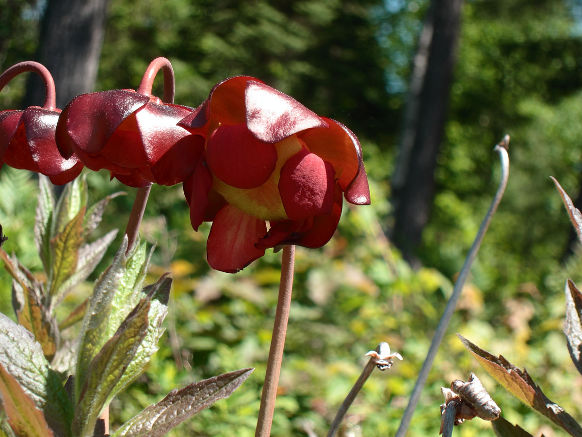 Sarracenia purpurea Northern Pitcherplant