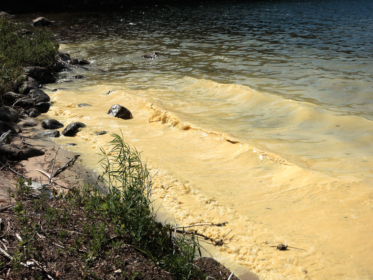 Pine pollen on Cauchon Lake in Algonquin Park
