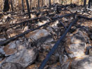 aftermath of forest fire on High Falls Lake photo from 2017 September 02
