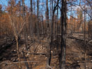 aftermath of forest fire on High Falls Lake photo from 2017 September 02