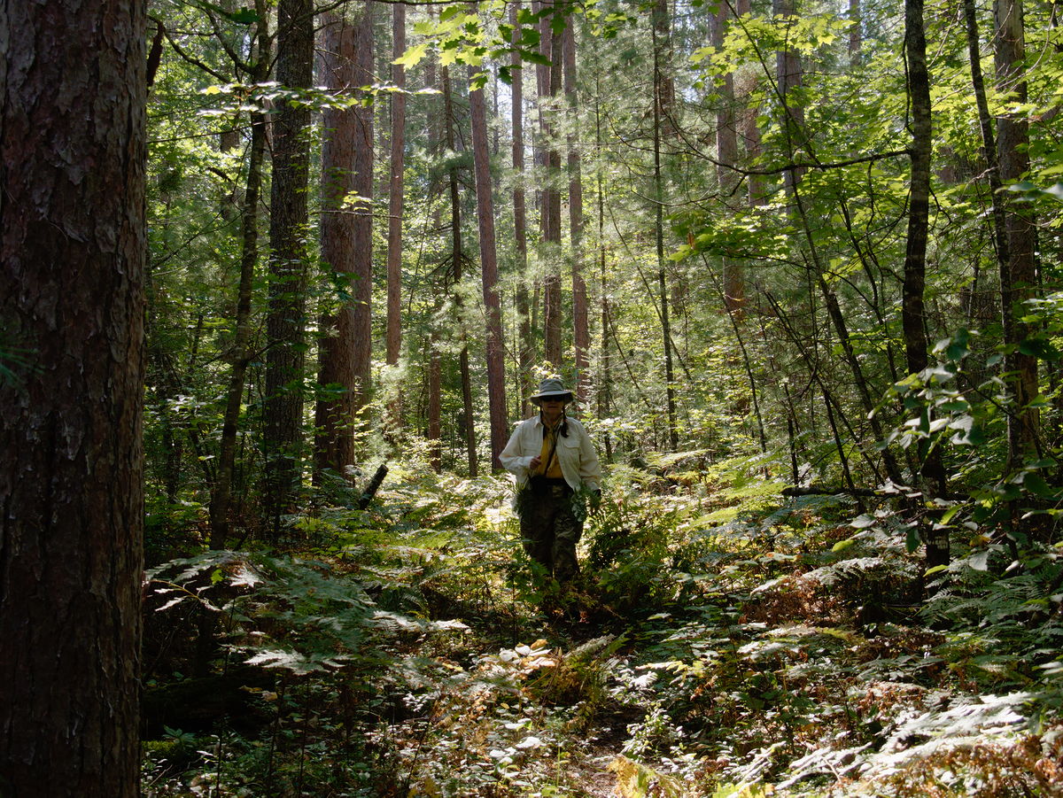 along the Five Mile Rapids portage in Algonquin Provincial Park