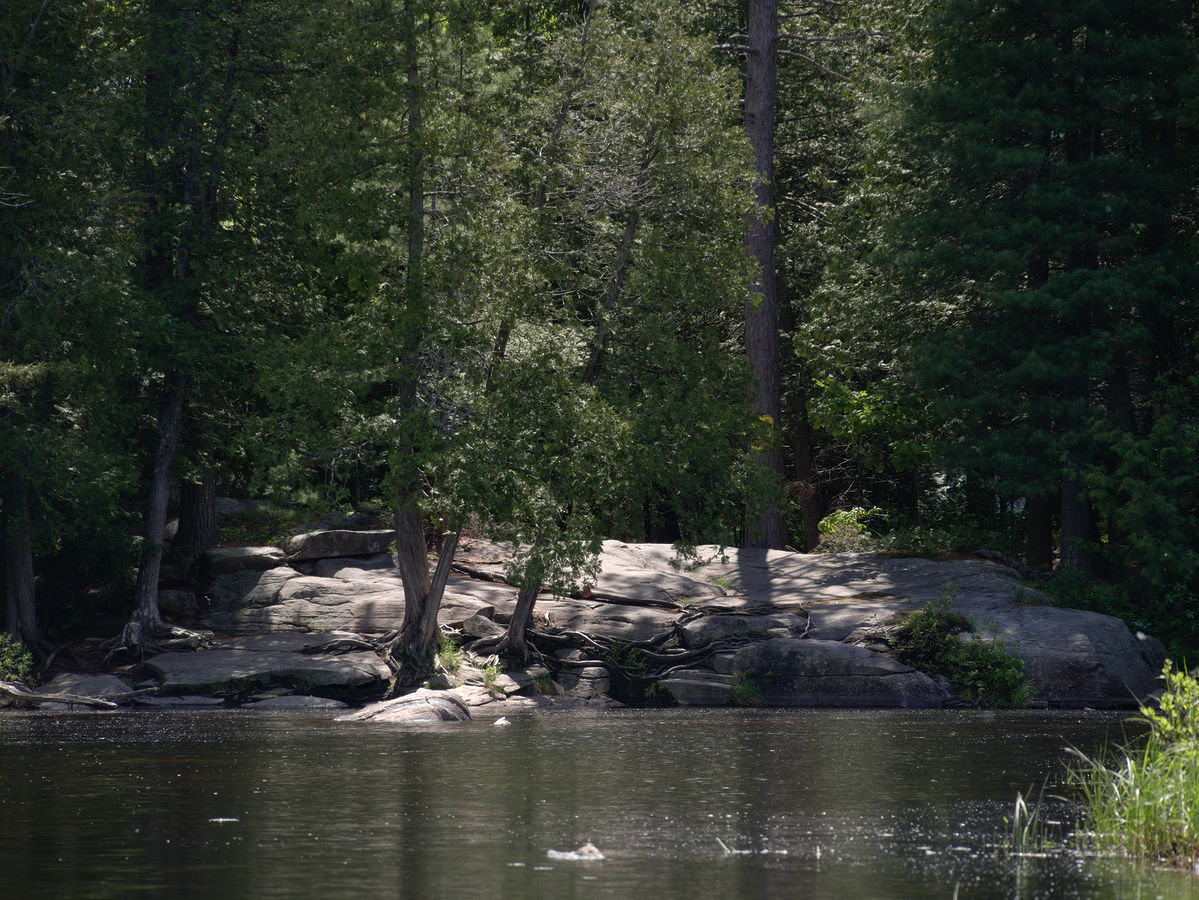 The start of the portage from the Barron River into St Andrews Lake