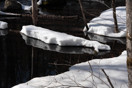 from a photo gallery depicting the advance of spring along the road to lake travers in algonquin park  2011 april 08