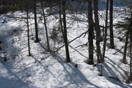 remaining snow in the bush along the Achray Road in Algonquin Park in the early spring