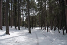 from a gallery of photos from a late april drive into achray in algonquin park