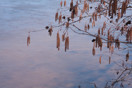from a gallery of photos from a late april drive into achray in algonquin park