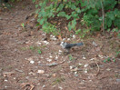 from a photo gallery documenting an exploration of lake travers in algonquin park  2011 september 12 through 15