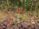 from a photo gallery documenting an exploration of lake travers in algonquin park  2011 september 12 through 15