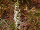 Spiranthes cernua Nodding Ladiestresses at Big Thompson Rapids on the Petawawa River in Algonquin Park