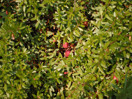 from a photo gallery documenting an exploration of lake travers in algonquin park  2011 september 12 through 15