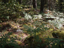 De Geer moraines at Lake Travers in Algonquin Park