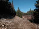 from a gallery of photos documenting the damage to the blackfox portgae trail from its reconstruction as a dogsled trail in the fall of 2011