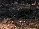 from a gallery of photos documenting the damage to the blackfox portgae trail from its reconstruction as a dogsled trail in the fall of 2011