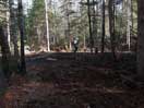 from a gallery of photos documenting the damage to the blackfox portgae trail from its reconstruction as a dogsled trail in the fall of 2011