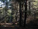 from a gallery of photos documenting the damage to the blackfox portgae trail from its reconstruction as a dogsled trail in the fall of 2011