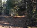 from a gallery of photos documenting the damage to the blackfox portgae trail from its reconstruction as a dogsled trail in the fall of 2011