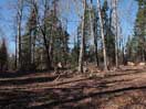 from a gallery of photos documenting the damage to the blackfox portgae trail from its reconstruction as a dogsled trail in the fall of 2011